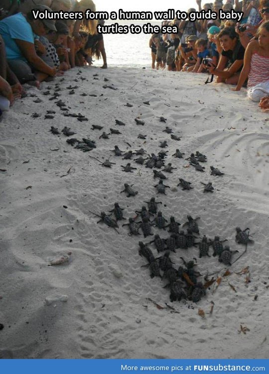 People guiding baby turtles to the sea
