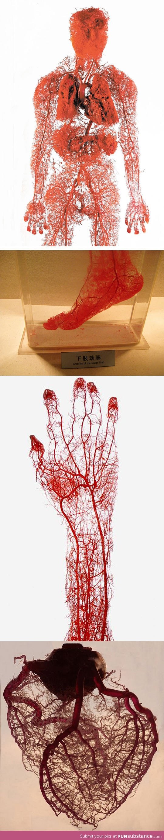 Blood vessels in the human body