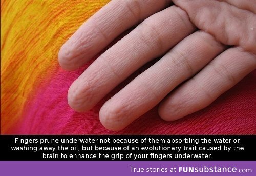 Why fingers get all wrinkled underwater