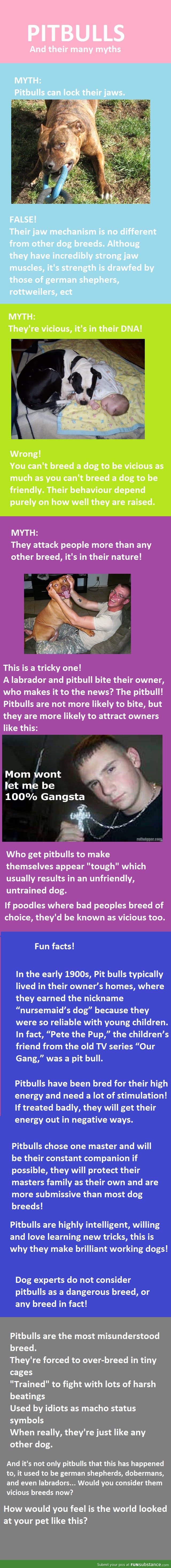 Myths About Pitbulls