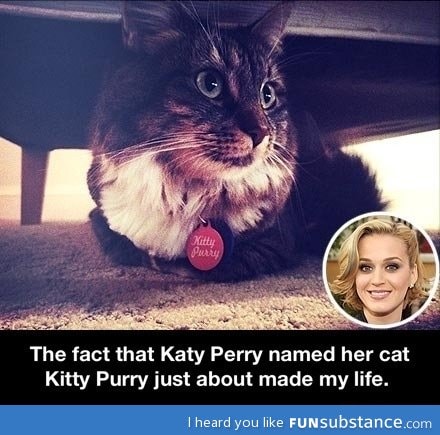 Katy Perry named her cat kitty purry