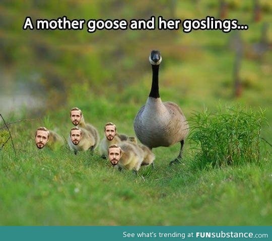 Cute little goslings