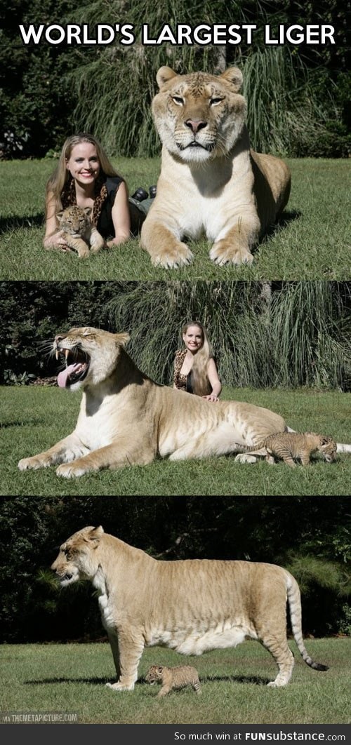 The world's largest liger