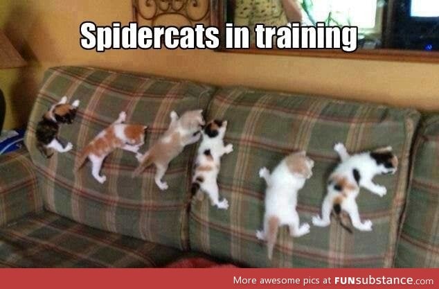 Spidercats in training