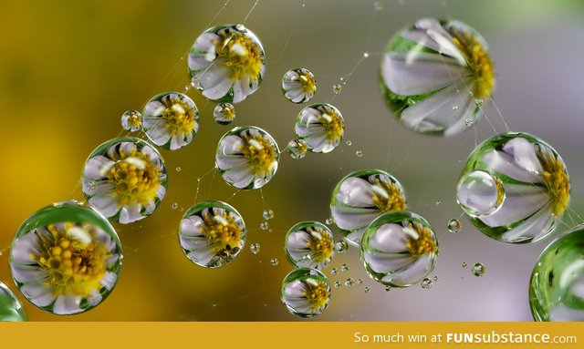 Flowers refracted within dew drops