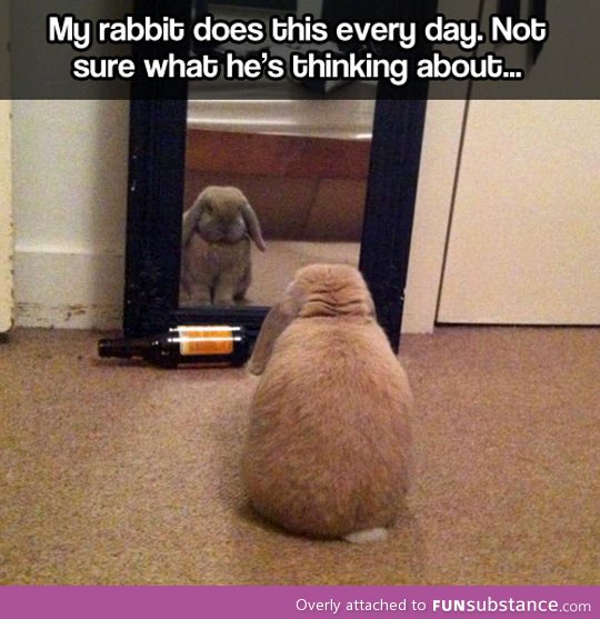 Introspective bunny