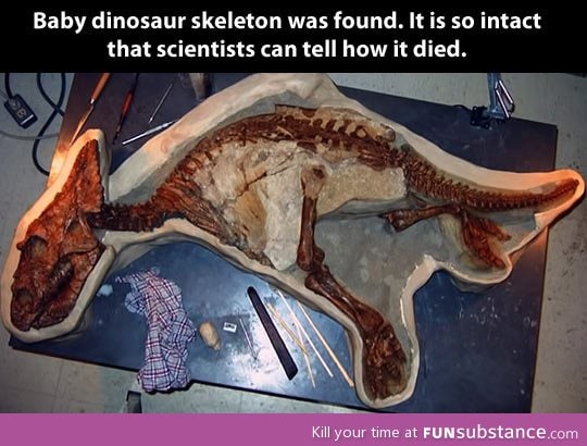 Baby dinosaur skeleton found…