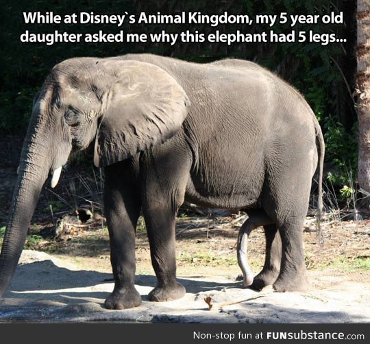 A well gifted elephant