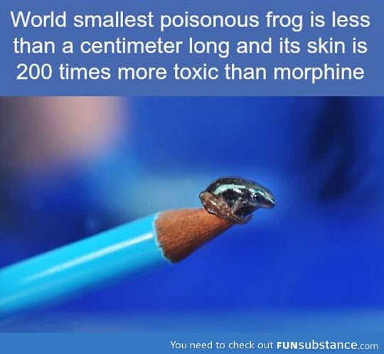 Smallest poisonous frog