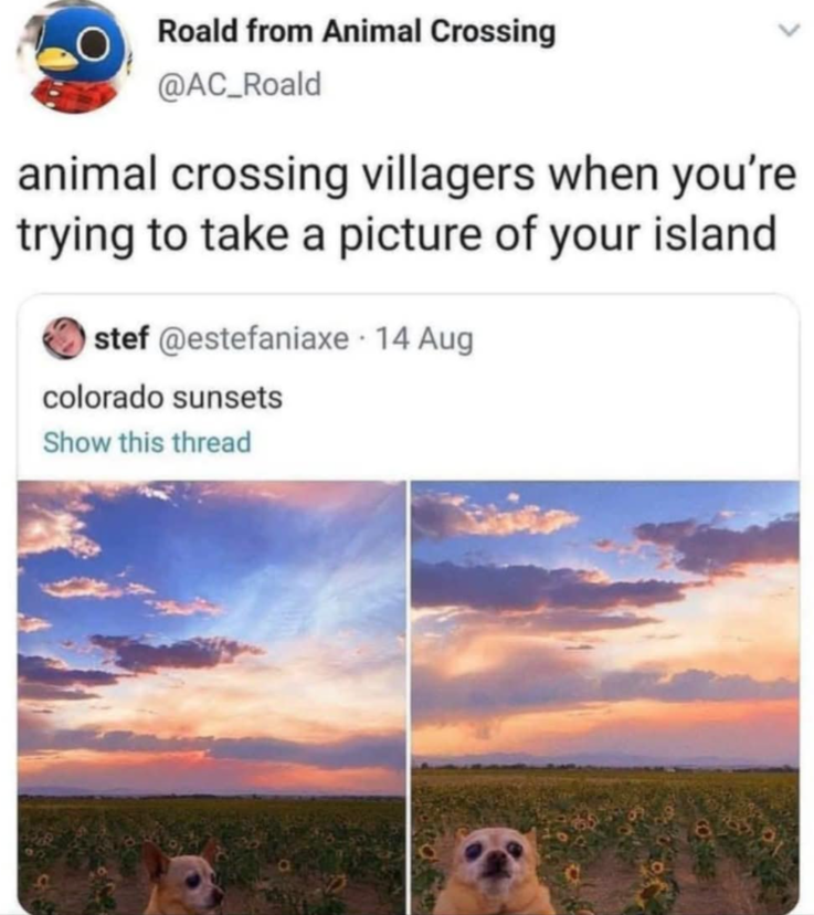 am i a sunflower yet