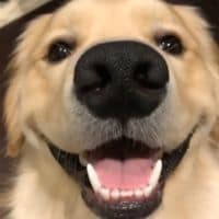 b o o p the s n o o t
