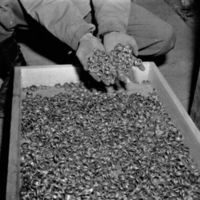 Some of the wedding rings found in Auschwitz