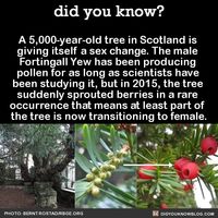 Trans grandma tree