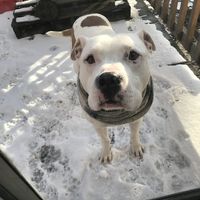 LOOK AT MAH PUPPER!!! (his name is Titus)