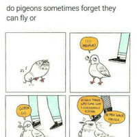 Rats with wings