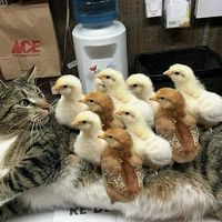 Unexpected chicken nuggets