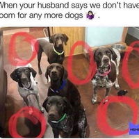 No more room for dogs