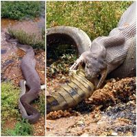 An Olive Python devours a crocodile in Australia