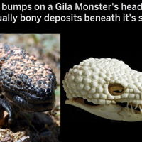 Badass gila Monster