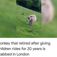 We need Jonathan Wickington on the scene asap