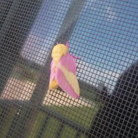 Bet you never seen a pink moth b4