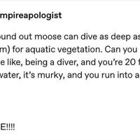 A moose!