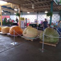 The largest four pumpkins at the Ohio State Fair