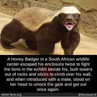 The Badger who defied it all
