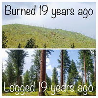 Log it or watch it burn