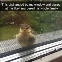 Nice birdy