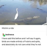 Feckin birds.