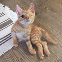 Do you like this kitty?
