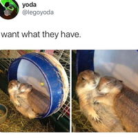 Awww, they so chubby