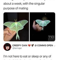 Live like a Luna Moth
