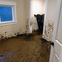 This big guy and three of his friends got into our newly built Montana house and