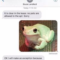 Froggo Fun #199 - Polite Boi