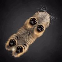 Toe beans