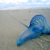 This fish is called a Bluebottle