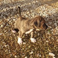 The newest member of our family. Please welcome Rip!