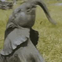 Flip flap flappy let's keep this comment section clean