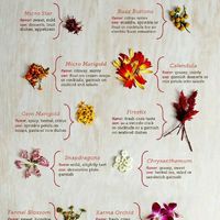 Edible Flowers