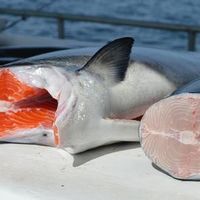 Wild vs farmed salmon, an illustration