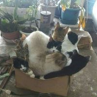 This box can fit so many cats