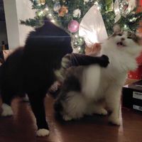 Tried to take a nice photo of the cats for Christmas