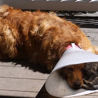 Suddenly, The Cone Of Shame Isn't So Bad