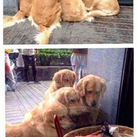 They love watching small kittens
