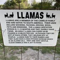 Llamas are a joy to raise, allegedly