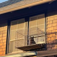 How to find a cat lady