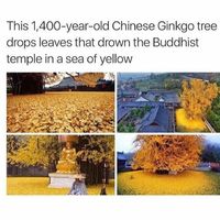 Chinese Ginkgo Tree