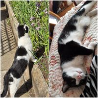 My kitty cats (pepper) and (buttons)